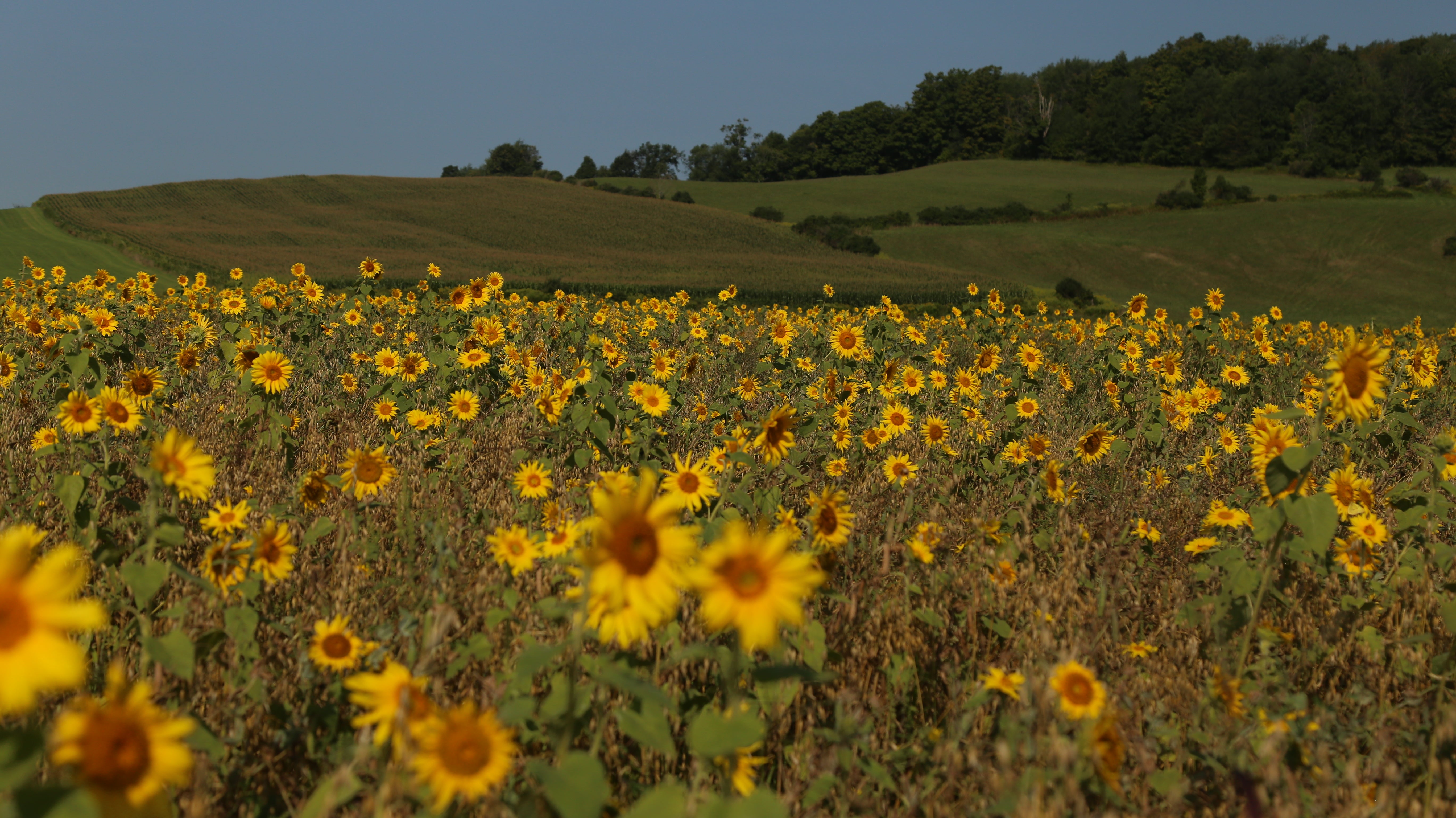 Florist Farms